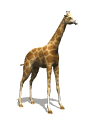 girafa.gif