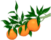 laranja.gif