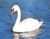 cisne.gif